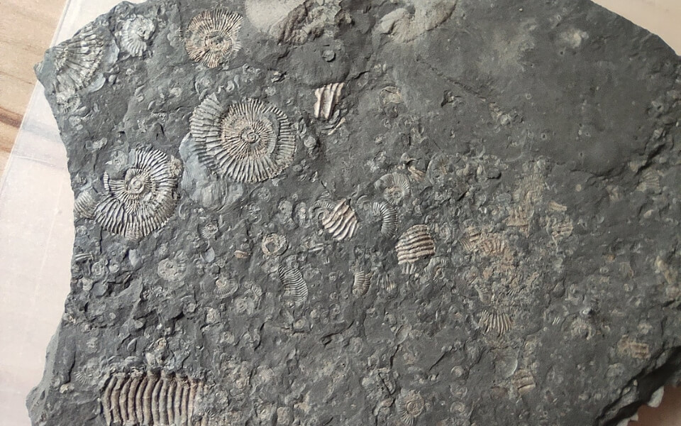 Holzmaden-Fossil-Quarry
