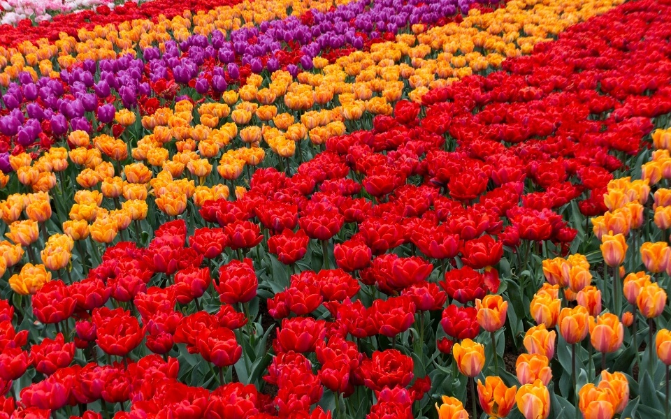 Keukenhof Tulip Festival, Netherlands