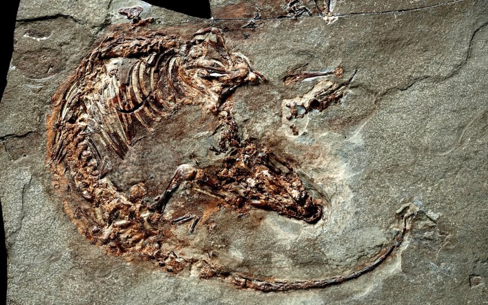 CLas-Hoyas-Fossil-Site