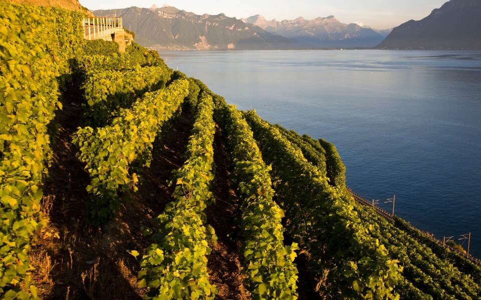 Lavaux
