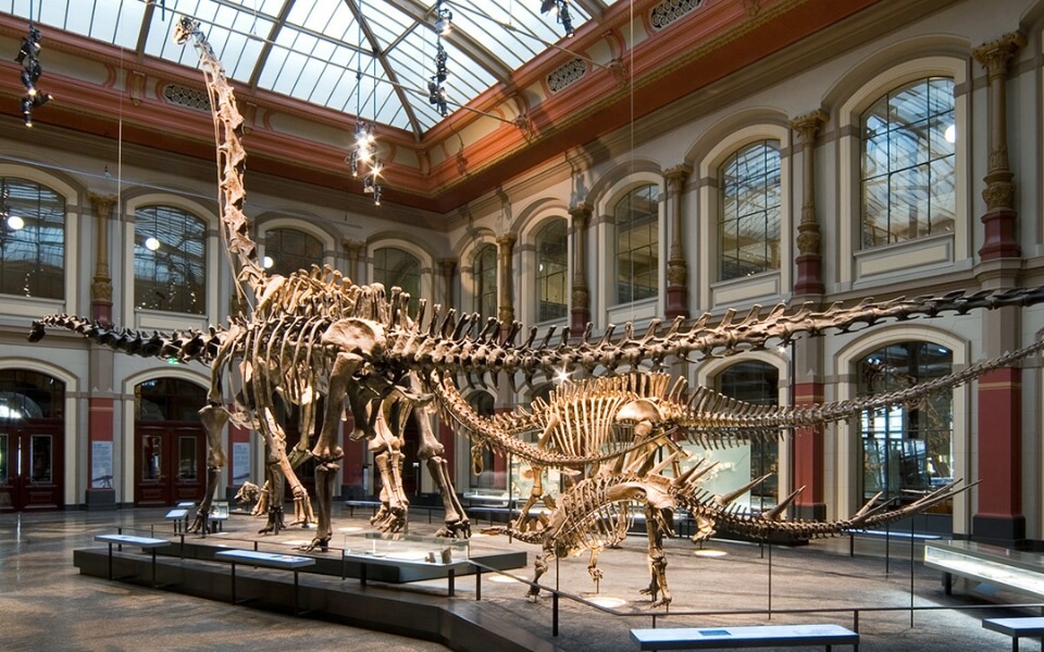 Natural-History-Museum-Berlin
