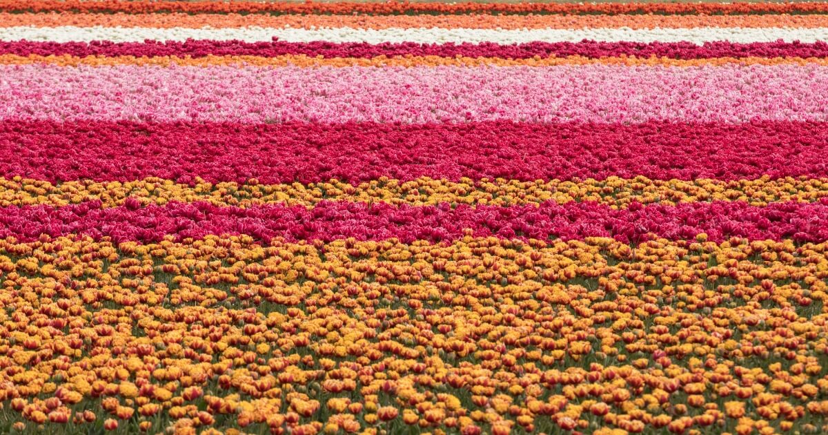 Flores de Primavera y Rutas Escénicas en EV por Europa